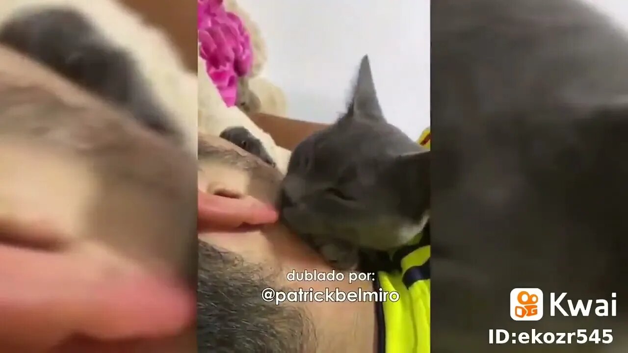 os melhores vídeos cão e gatos pt2