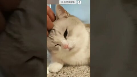 cute cat videos 😹 funny videos 😂❤️