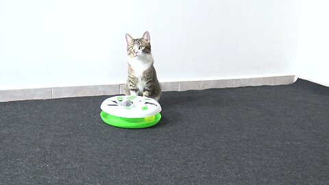 The Cat and His Roundabout