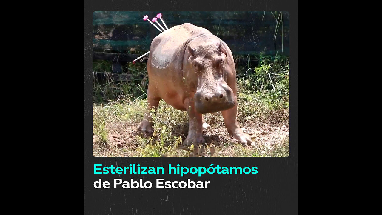 Colombia comienza a esterilizar a los hipopótamos de Pablo Escobar