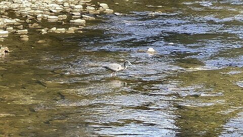Great Blue Heron fishing stance 😊