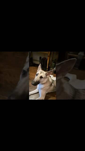 some dogs are spring loaded