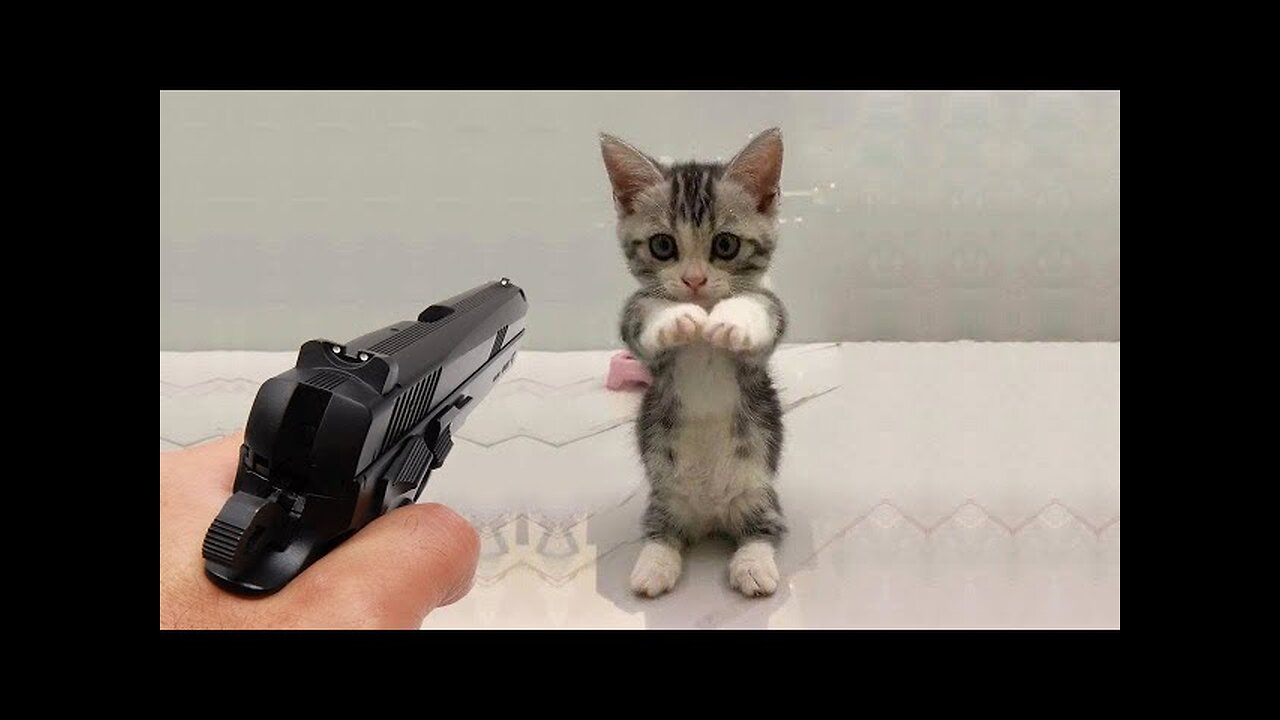 Funny Animal Videos 2022 😂 - Best Dogs And Cats Videos 😺😍 #1