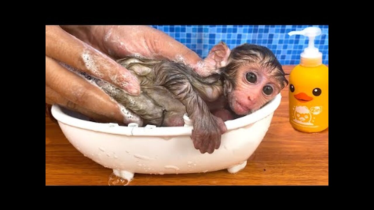 Baby monkey Bon Bon bath in the bathtub and playing with the puppy So cute