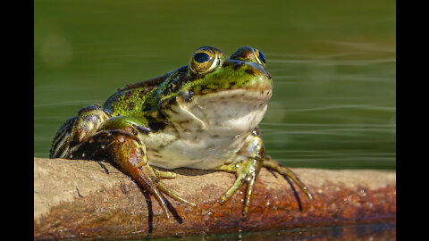 son of a frog groom