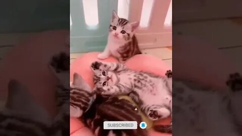 cute cat videos 😹 funny videos 😂 998 😻#shorts #shortsfunny #cutecat #catvideos #cats #catscare #cat