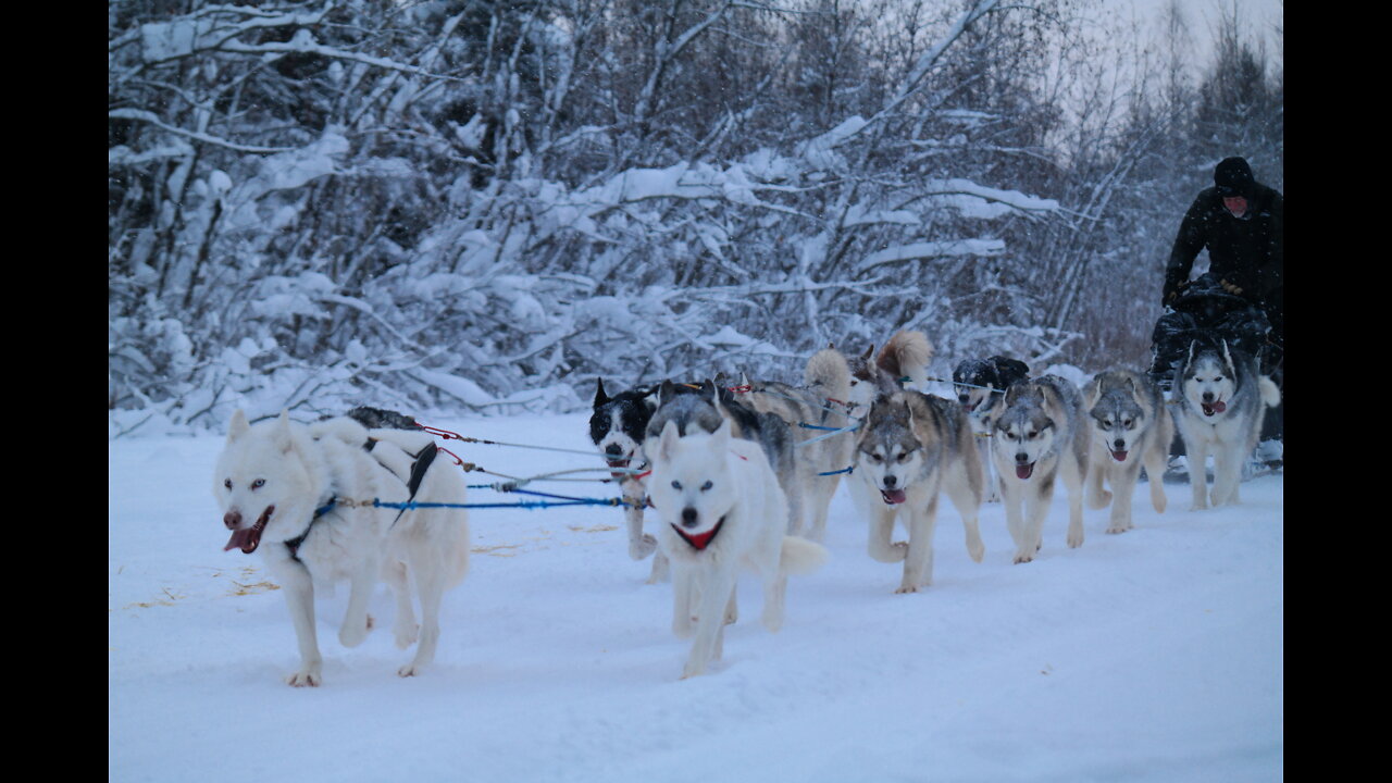 Beautiful Husky Dogs Sledding in Fairbanks, Alaska