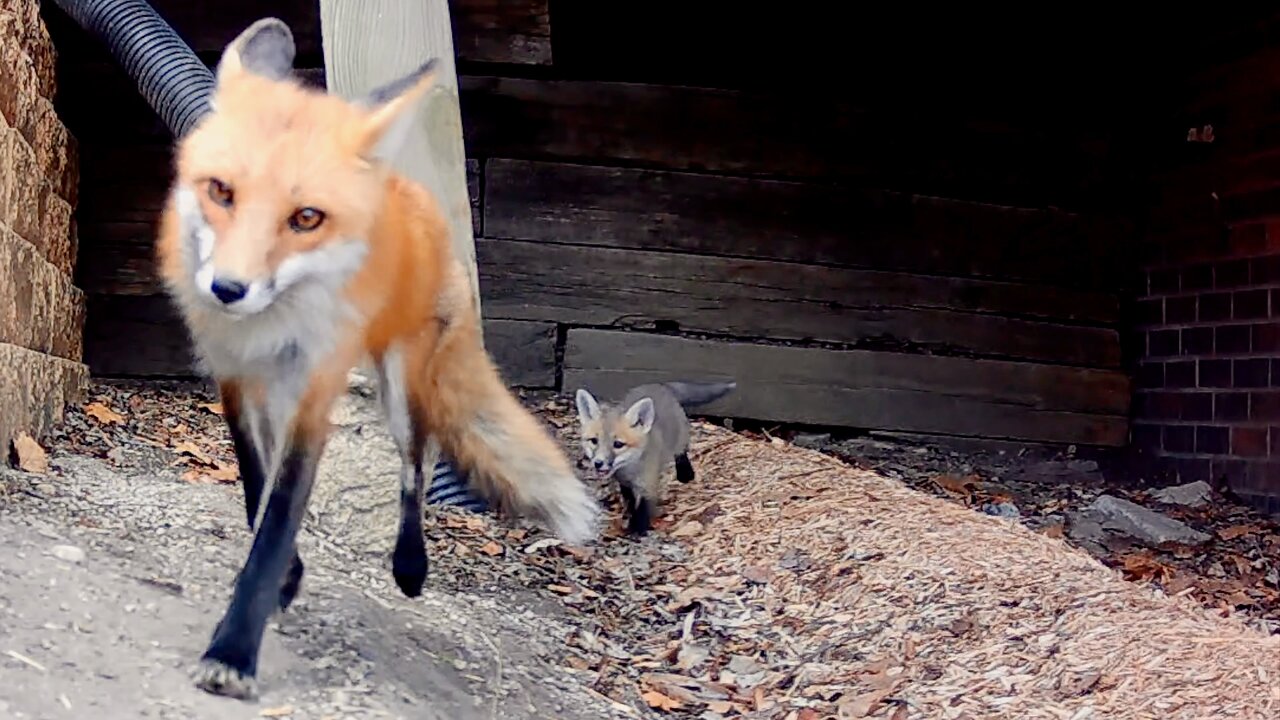 A Mother Fox Calls Her Pup Out of the Den