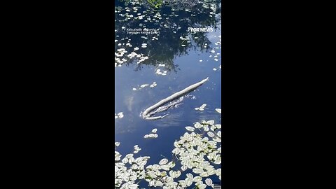 Alligator drags HUGE python in Everglades National Park in Florida🐊🐊 🐍🐍😳😳