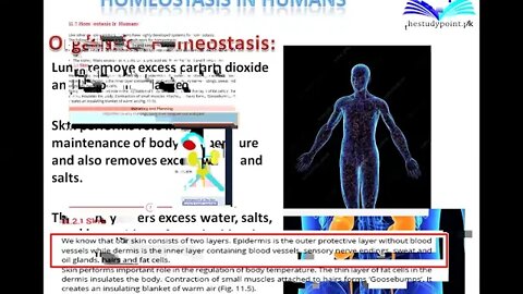 10th Class Bio Homeostasis in Humans
