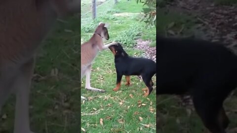 Kangaroo Playing With Dog