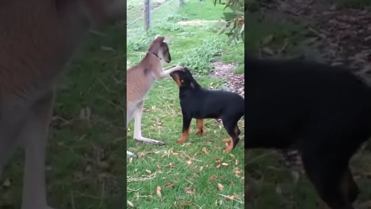 Kangaroo Playing With Dog