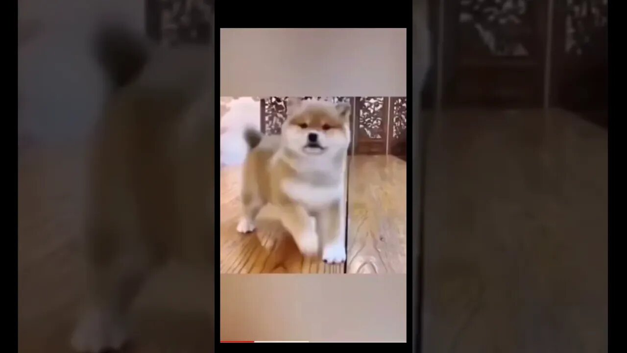 Dog funny dance
