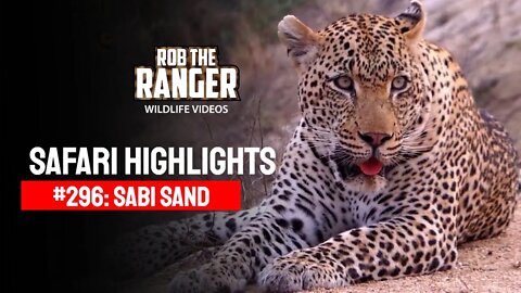 Safari Highlights #296: 28 Sep - 01 Oct 2014 | Sabi Sand Nature Reserve | Latest Wildlife Sightings