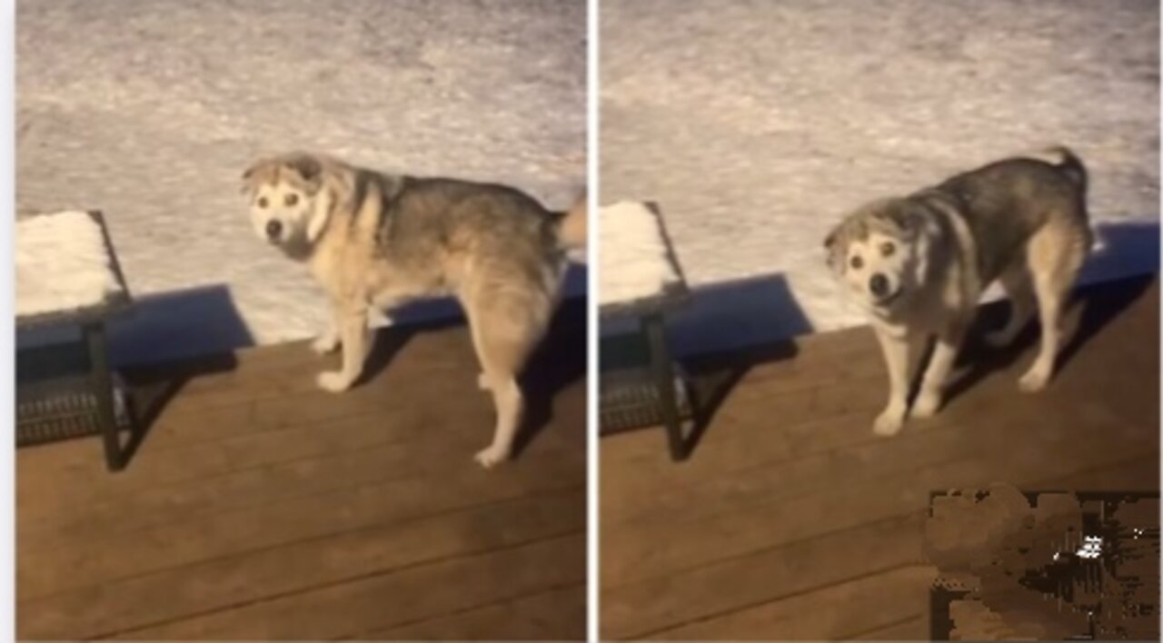 Stubborn dog in freezing snow refuses to come inside