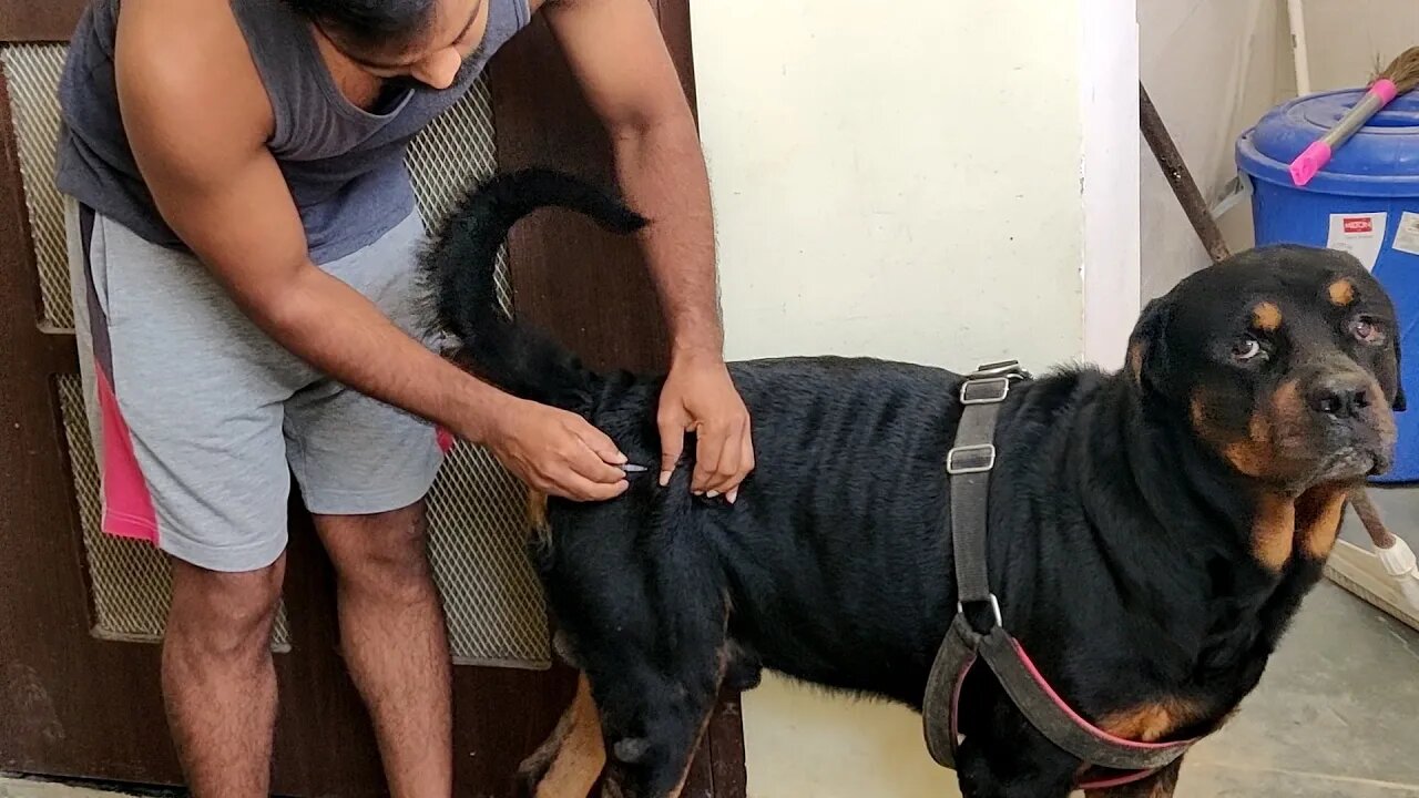 Bolt was itching, So I treated Bolt by myself. [ Mr.Bolt ]