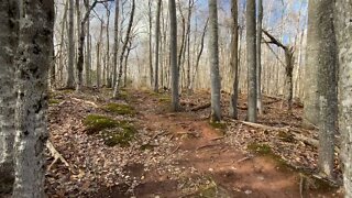 Trees in Strathgartney Provincial Park PEI