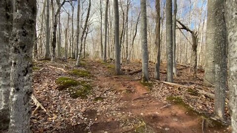 Trees in Strathgartney Provincial Park PEI