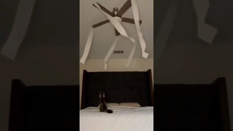 Midnight shenanigans..🐈🐾😅 || #shorts