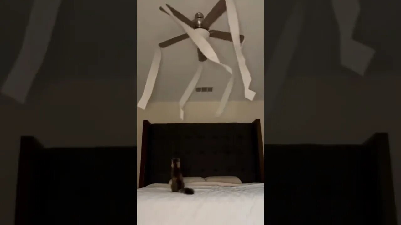 Midnight shenanigans..🐈🐾😅 || #shorts