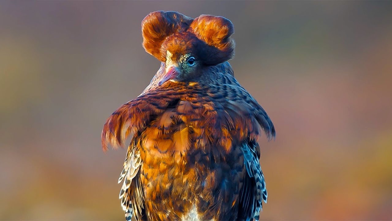 Elaborate Mating Strategies of Male Ruffs