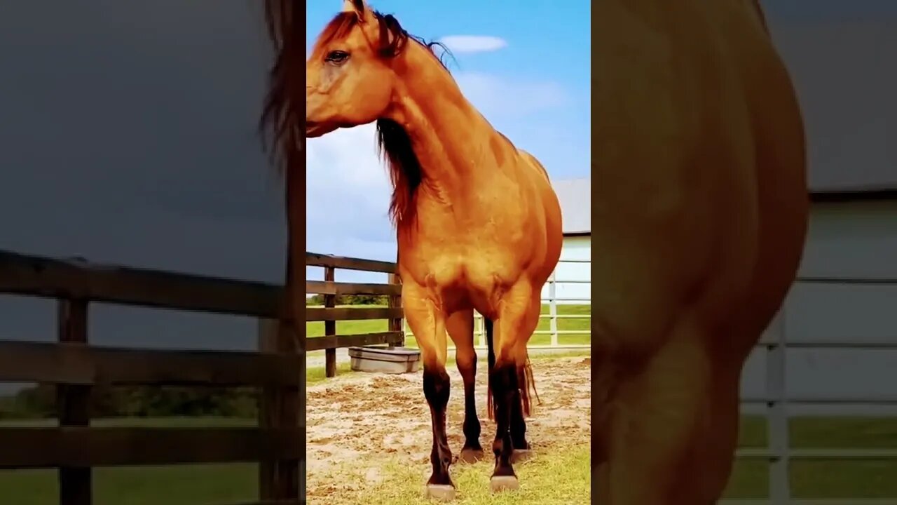 horse