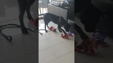 Our dog opening his present 🎁 😍