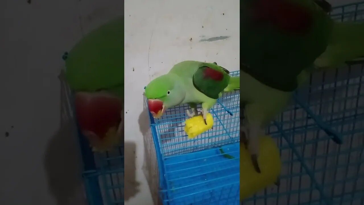 Lovely parrot