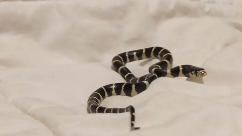 Leslie - the NEW BABY Califoria King Snake