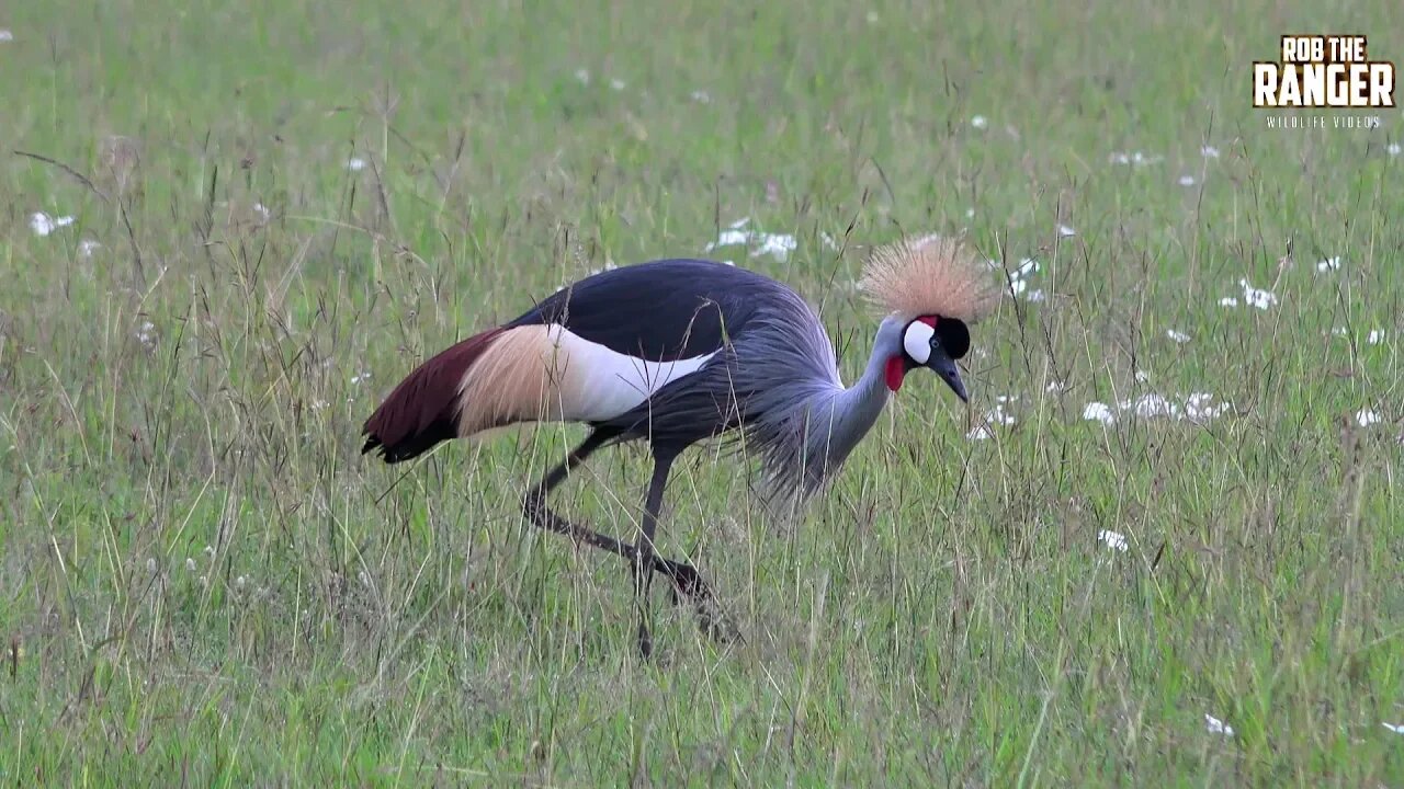 Grey Crowned Crane (Balearica regulorum) Courtship Display | Zebra Plains
