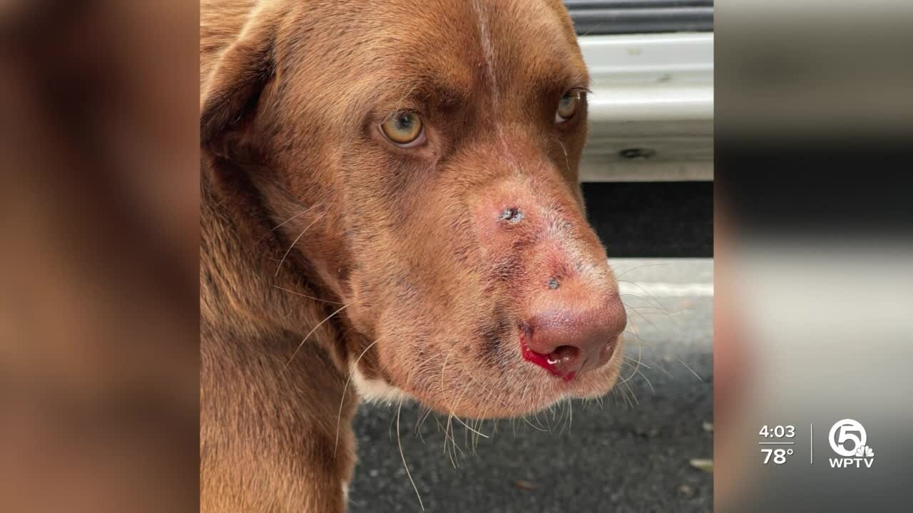 Dog shot in snout at Kennedy Estates Park near Jupiter