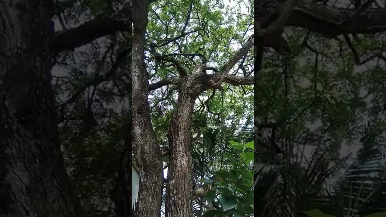 my wood -apple tree #shorts