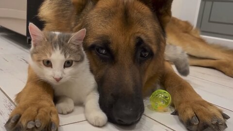 The German Shepherd is the Best Friend for Cat.