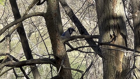 Blue Jay grab and go 3