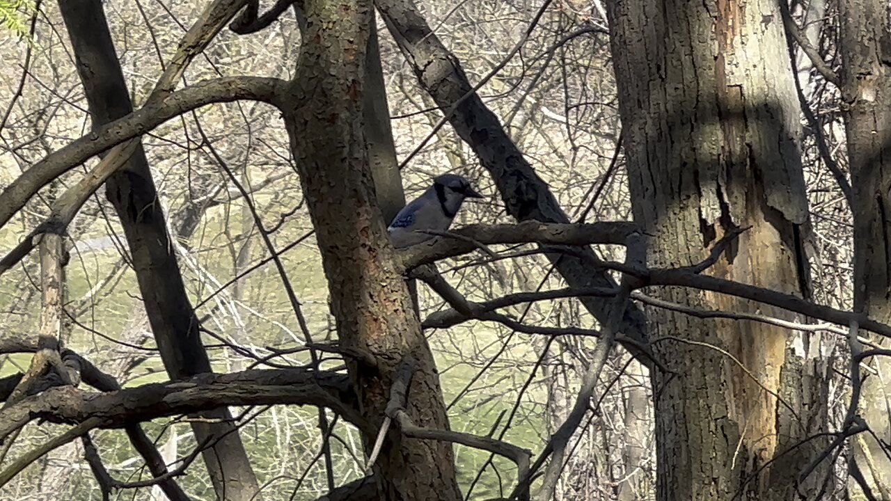 Blue Jay grab and go 3
