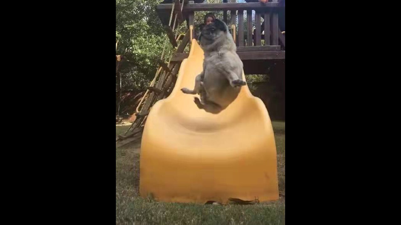 Smart dog sliding down the stairs