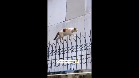 Cats are strong. Brave cats