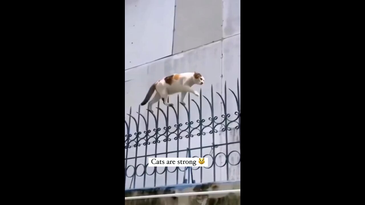 Cats are strong. Brave cats