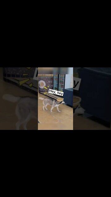 This dog works in the restaurant to support his family￼