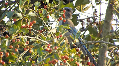 Scrub Jay At Sunset