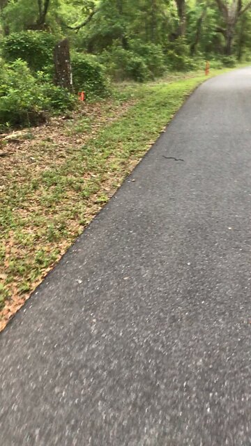 Beautiful coral snake shyly crossing the paved bicycle path