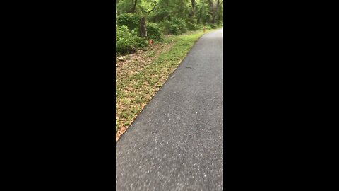 Beautiful coral snake shyly crossing the paved bicycle path