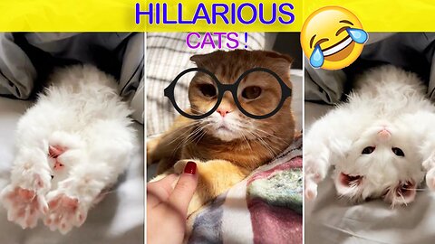 FUNNIEST CATS (2023)😂😂-NEW FUNNY VIDEOS😂