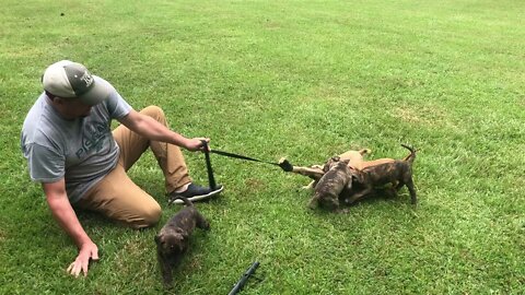Male pups from Frankie x Komodo at 7 weeks