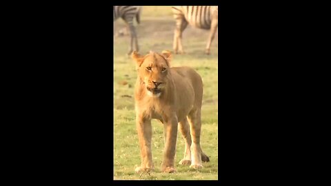 Super Animal 🐅🦁🐫shorts video