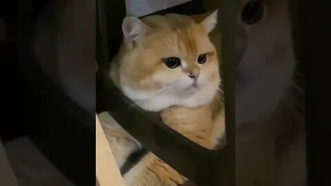cute cat videos 😹 funny videos 😂 1114 😻 #shorts