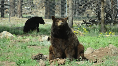 Bearizona game park, Williams, Arizona road trip