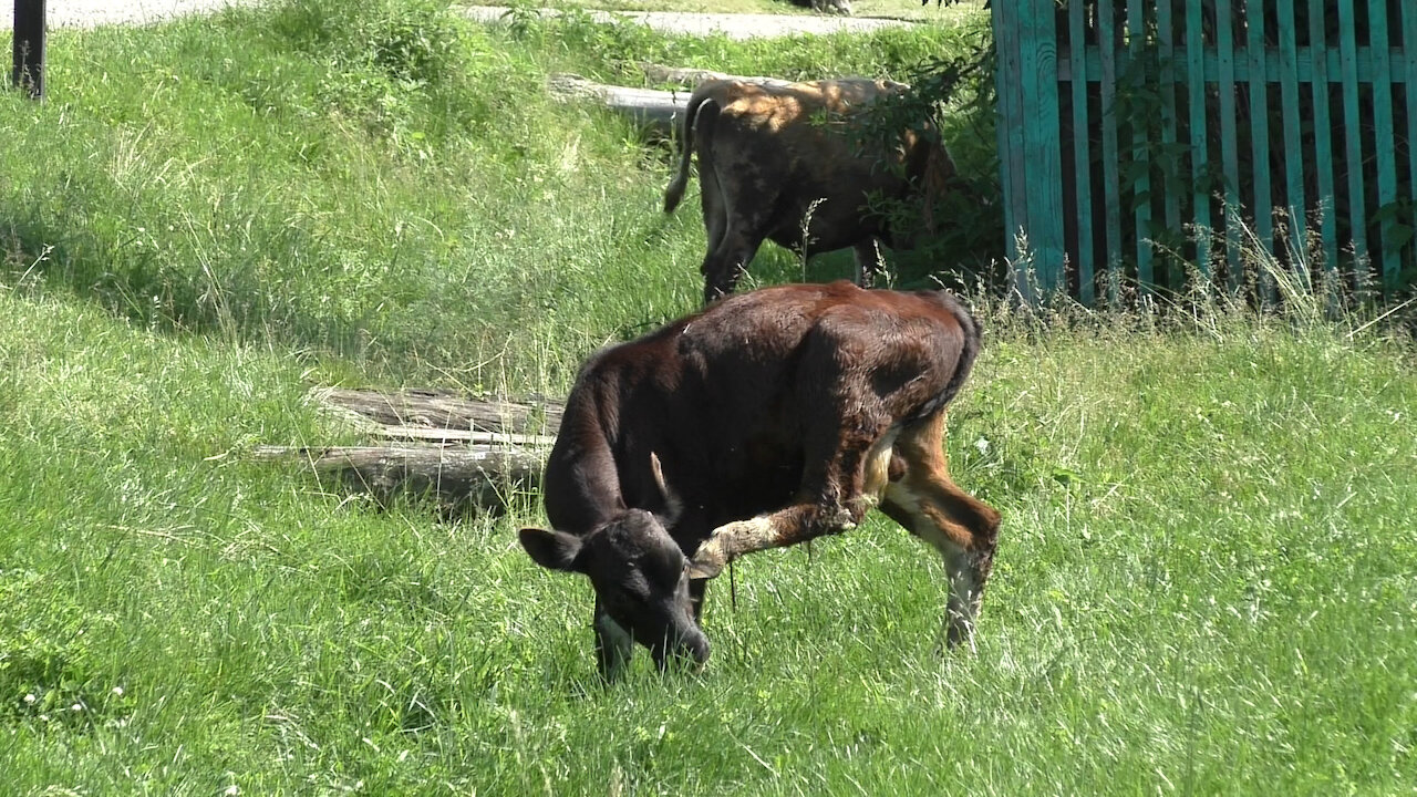 Ears and tail, as a means of fighting against flies