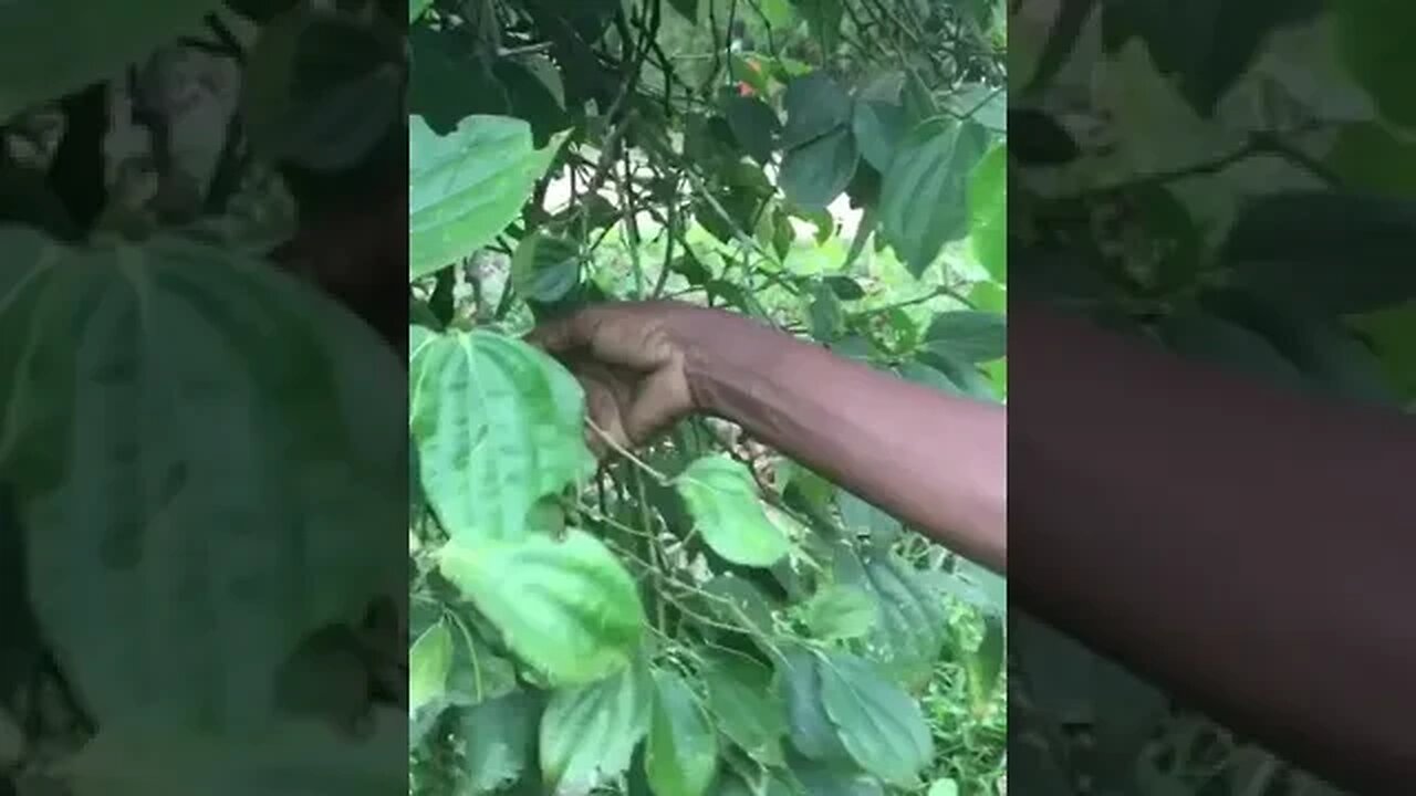 Collecting green pepper