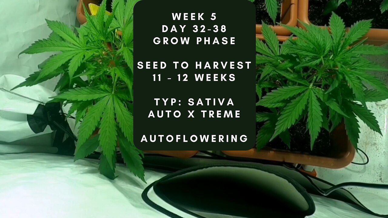 Week 5 Cannabis grow timelapse indoor hemp weed Autoflowering X Treme